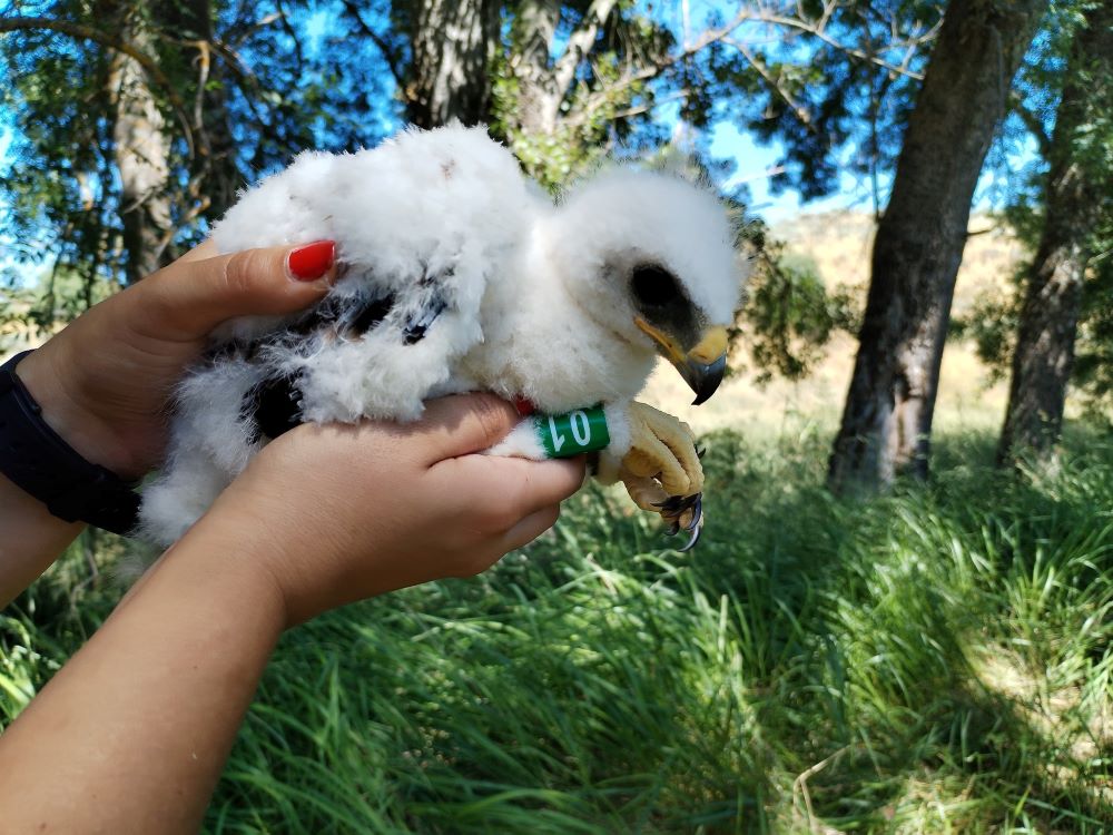 14H00-16H00 | Asas à imaginação | Parque da Ribeira do Juncal-Mogadouro