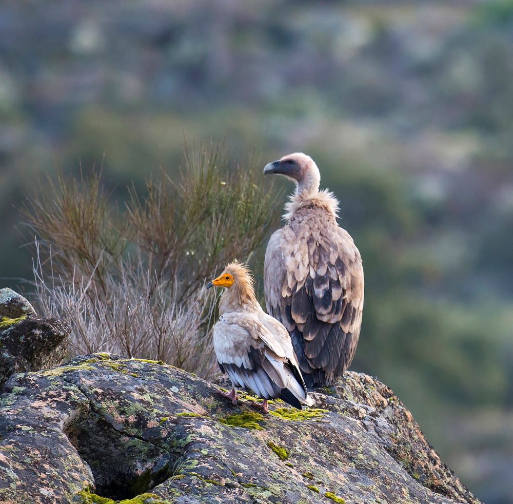 09H00–12H00 | No Castelo dos Mouros: as aves e a história | Vilarinho dos Galegos - Mogadouro