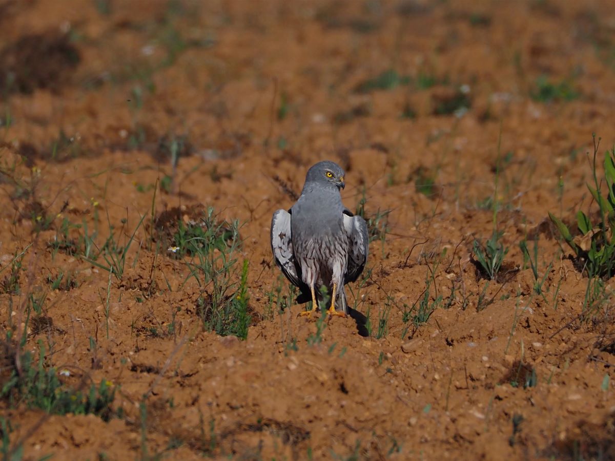 08H00–11H00 | Pelas Searas do Tartaranhão-Caçador | Santiago - Mogadouro