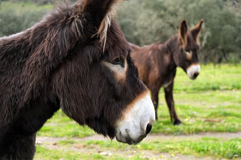 09H00-11H30 | Cuidar de um burro, cuidar de um amigo | Atenor - Miranda do Douro