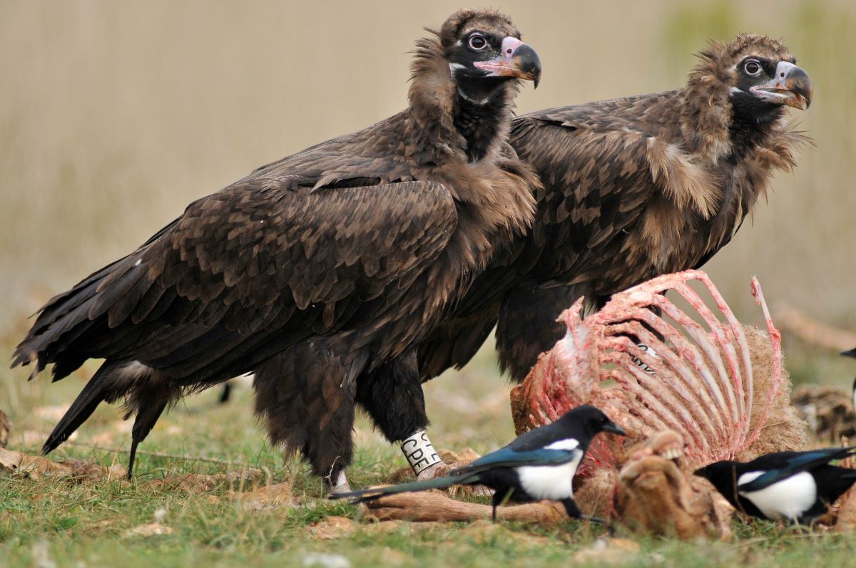 09H00–12H00 | O Abutre-Preto das Arribas do Rio Douro | Lamoso, Bemposta - Mogadouro