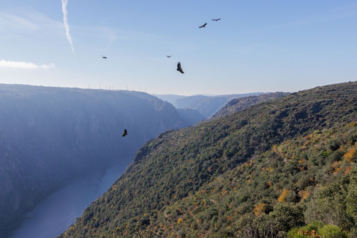 Mesa Redonda: Boas práticas e inovação no turismo de natureza no PNDI.